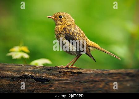 Song Thrush Turdus philomelos in der Natur Lebensraum. Junger Vogel sitzt auf dem Baum Zweig. Vogel im Sommer Ungarn. Vogel im Wald. Songbird w Stockfoto