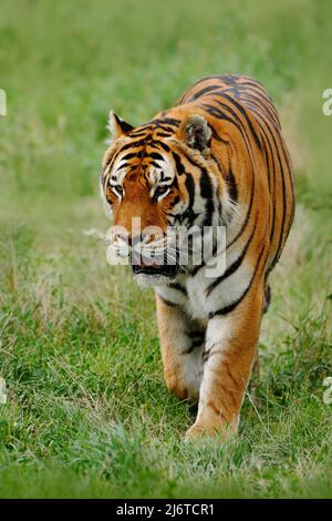 Beutetier Amur oder Sibirischer Tiger, Panthera tigris altaica, im Gras wandern Stockfoto