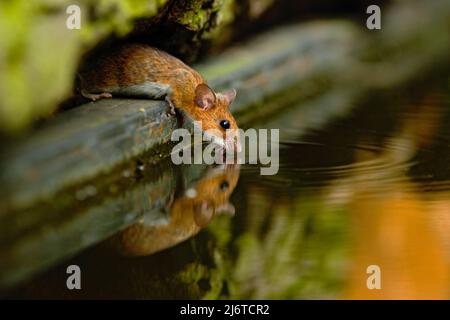 Gelbhalsmaus, Apodemus flavicolis, Trinkwasser im Wald, Tier im Naturlebensraum, Ungarn Stockfoto