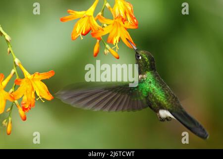 Grüner Hummingbird Turmalin Sunangel, Heliangelus exortis, fliegt neben einer schönen gelb-orangen Blume, Costa Rica Stockfoto