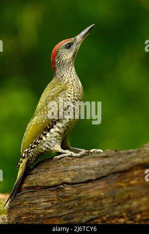 Schöner grüner Vogel Grüner Specht, Picus viridis, sitzend auf dem Baumstamm mit gelben Flechten, Vogel im Naturlebensraum, Ungarn Stockfoto