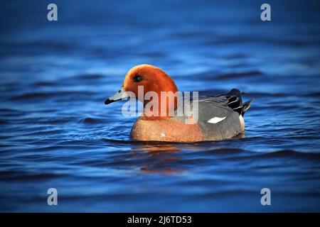 Eurasische Wigeon, Anas penelope, brauner Vogel im dunkelblauen Wasser, Lebensraum See, Schweden Stockfoto