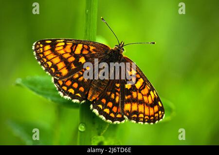 Schöner Schmetterling, Heide Fritillary, Melitaea athalia, auf den grünen Blättern sitzend, Insekt im Naturlebensraum, Frühling auf der Wiese, Europäisch Wil Stockfoto