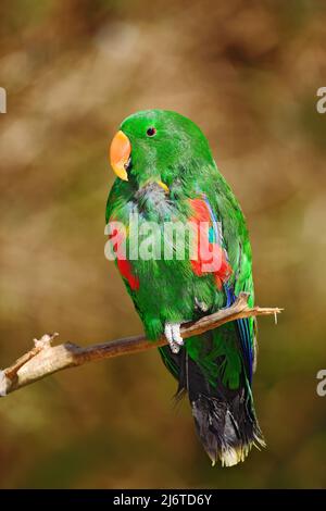 Eclectus Papagei, Eclectus roratus polychloros, grüner und roter Papagei im Ast sitzend, klarer brauner Hintergrund, Vogel im Naturlebensraum, distrib Stockfoto