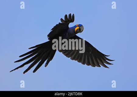 Großer blauer Papagei Hyazinth-Ara, Anodorhynchus hyazinthus, wilder Vogel, der am dunkelblauen Himmel fliegt, Actionszene in der Natur, Pantanal, Brazi Stockfoto