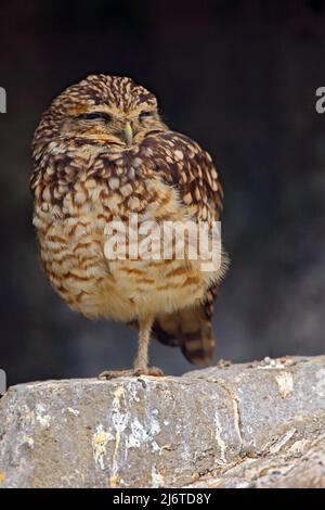 Eingrabende Eule, Athene cunicularia, sitzend in Steinmauer, kleiner Vogel im Naturlebensraum, Florida, USA Stockfoto