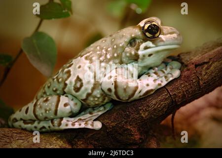 Amazonas-Milchfrosch, Phrynohyas resinifictrix, in der Natur Lebensraum, sitzt auf dem Baum Zweig, Amazonien, Brasilien Stockfoto