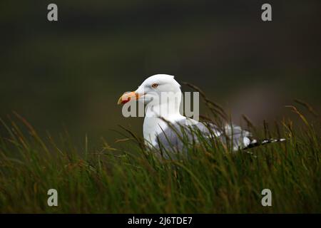 Portrait Heringsmöwe, Larus argentatus, im grünen Gras sitzend, Helgoland, Deutschland Stockfoto