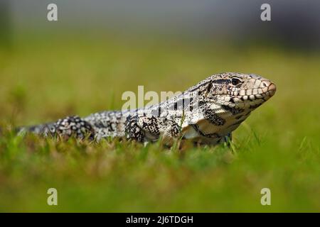 Argentinischer Schwarz-Weiß-Tegu, Tupinambis merianae, großes Reptil im Naturlebensraum, grünes exotisches Tropentier auf der grünen Wiese, Pantanal, Braz Stockfoto