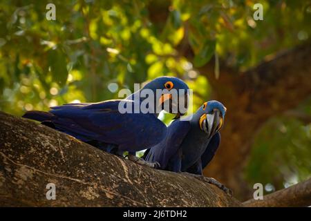 Paar seltene Vögel, blauer Papagei Hyazinth-Ara im Nestbaum im Pantanal, Baumloch, Tier im Naturlebensraum, Brasilien Stockfoto