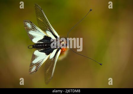 Eulenfliegen, Libelloides lacteus, schönes Insekt in der Natur Lebensraum, Gargano, Italien Stockfoto