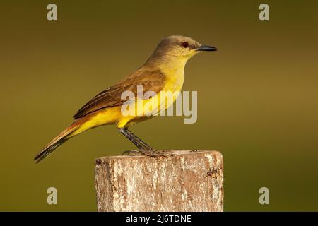 Rindertyrant, Machetornis rixosa, gelber und brauner Vogel mit klarem Hintergrund, Pantanal, Brasilien Stockfoto