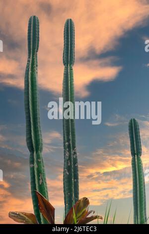 Drei hohe Kakteen vor einem blauen und goldenen Himmel bei Sonnenaufgang am Morgen Stockfoto
