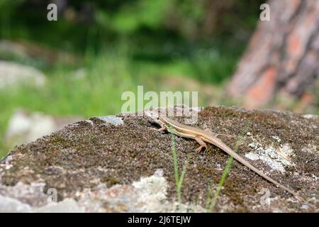 Die viviparöse Eidechse, oder gemeine Eidechse, (Zootoca vivipara, früher Lacerta vivipara), auf dem Felsen Stockfoto