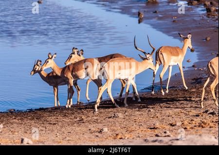 Eine Gruppe von Impalas, die aus einem Wasserloch im Etosha National Park, Namibia, trinken. Stockfoto