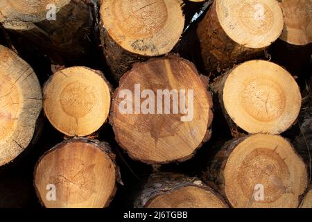 Ein Haufen gefällter Bäume als natürlicher Hintergrund. Stockfoto