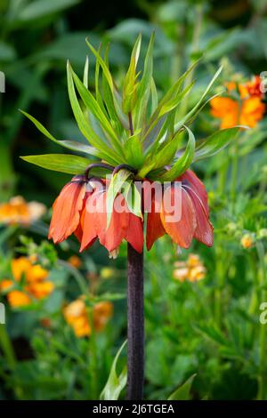 Fritillaria imperialis 'Rubra Maximus' (kaiserliche Krone) Stockfoto