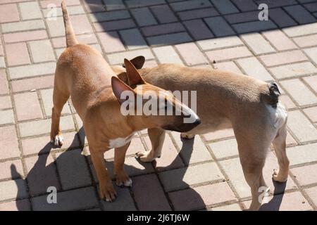 Zwei Hunde spielen im Hinterhof im Freien. GRED Miniatur-Bullterrier und französischer Bulldogge schnüfferten sich gegenseitig Stockfoto