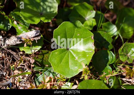 Farfugium japonicum oder Ligularia tussilaginea, auch bekannt als Leopardenpflanze unter Sonnenlicht im japanischen Frühling. Stockfoto