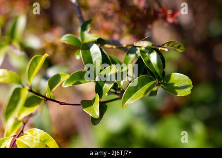 Grüne Blätter der Ilex crenata, der japanischen Stechpalme oder kachtelblättrigen Stechpalme, die auch auf Japanisch als Inutsuge bekannt ist. Stockfoto