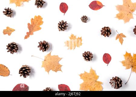 Fallen kreative Komposition. Muster aus getrockneten Blättern, Zapfen auf weißer Studiohintergrundwand. Herbst- und Danktag-Konzept. Flach liegend, top vie Stockfoto