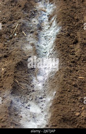 Junge Bäuerin, die Karotten, Radieschen und Rüben in eine warme schwarze Erde pflanzt. Ein warmer Frühlings-Sonnentag ist eine gute Zeit für die Pflanzung. Soziale Assis Stockfoto