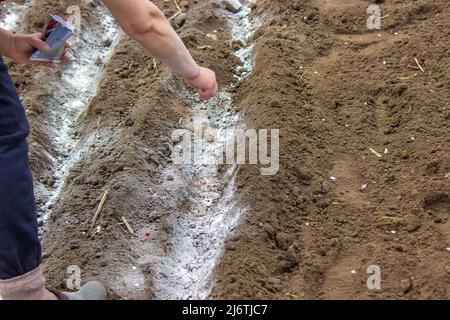 Junge Bäuerin, die Karotten, Radieschen und Rüben in eine warme schwarze Erde pflanzt. Ein warmer Frühlings-Sonnentag ist eine gute Zeit für die Pflanzung. Soziale Assis Stockfoto