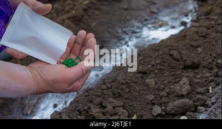 Junge Bäuerin, die Karotten, Radieschen und Rüben in eine warme schwarze Erde pflanzt. Ein warmer Frühlings-Sonnentag ist eine gute Zeit für die Pflanzung. Soziale Assis Stockfoto