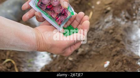 Junge Bäuerin, die Karotten, Radieschen und Rüben in eine warme schwarze Erde pflanzt. Ein warmer Frühlings-Sonnentag ist eine gute Zeit für die Pflanzung. Soziale Assis Stockfoto