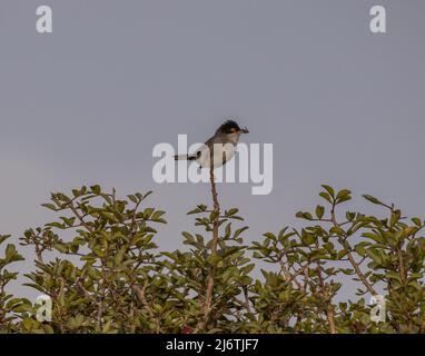 Samtkopfgrasmücke Stockfoto