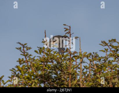 Samtkopfgrasmücke Stockfoto