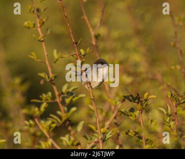 Samtkopfgrasmücke Stockfoto