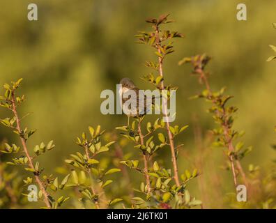 Samtkopfgrasmücke Stockfoto