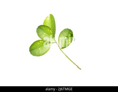 Eine Zitrusblätter mit Tropfen isoliert auf einem weißen. Zitronenblätter Stockfoto