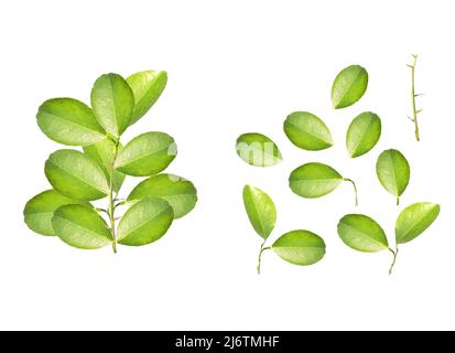 Eine Zitrusblätter isoliert auf weiß. Satz von Limettenblättern Stockfoto