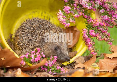 Wilder, einheimischer Igel auf der Suche nach Igelfreunden im Garten. In einem Wildtierhäuschen aufgenommen, um die Gesundheit und die Population dieses rückläufigen Säugetieres zu überwachen Stockfoto