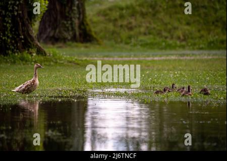 Ente und Enten im Gras. Eine Erwachsene Stockente mit kleinen Enten. Anas platyrhynchos. Brutzeit bei Wildenten. Schönheit in Nat Stockfoto