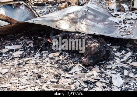 7. April 2022, Bucha, Ukraine: (ANMERKUNG DER REDAKTION: Bild zeigt den Tod) ein verkohlter Hund ruht zwischen den Trümmern eines bombardierten Hauses. Bucha, eine Stadt am Rande der ukrainischen Hauptstadt Kiew, wurde etwa einen Monat lang von russischen Soldaten kontrolliert. Ihre Befreiung am 31. März enthüllte einige der grausamsten Gräueltaten, die russische Soldaten während der Besatzung verübt hatten. Gebäude wurden zerstört und Häuser geplündert. In Bucha Straßen, Gebäuden und Massengräbern wurden Leichen gefunden. (Bild: © Rick Mave/SOPA Images via ZUMA Press Wire) Stockfoto