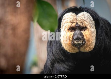 Nahaufnahme eines weißgesichtigen Saki-Affen, der in einem Baum sitzt Stockfoto