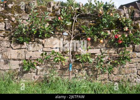 Espalier Apfelbaum wächst entlang einer Gartenmauer Stockfoto