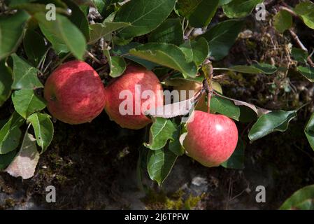 Apple, James Trauert Stockfoto