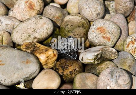 Zufällige Steine, die eine Kieselwasserfunktion erzeugen Stockfoto