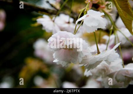 Japanische blühende Kirsche, Prunus Shogetsu, auch bekannt als Prunus Shimidsu, The Blushing Bride Stockfoto