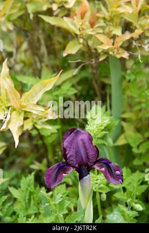 Iris pumila 'Cherry Garden' ist eine Zwergbärtige Iris Stockfoto