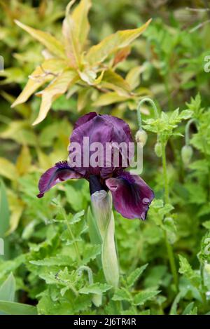 Iris pumila 'Cherry Garden' ist eine Zwergbärtige Iris Stockfoto