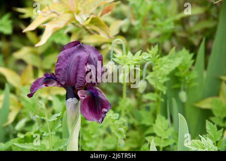 Iris pumila 'Cherry Garden' ist eine Zwergbärtige Iris Stockfoto