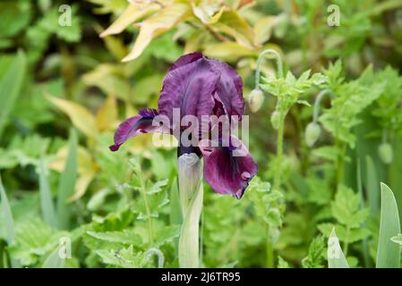 Iris pumila 'Cherry Garden' ist eine Zwergbärtige Iris Stockfoto