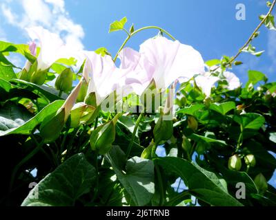 Europäische Bindenkraut, Maissilie, Convolvulus arvensis blüht im Garten. Blumen und Blätter gegen den Himmel Stockfoto