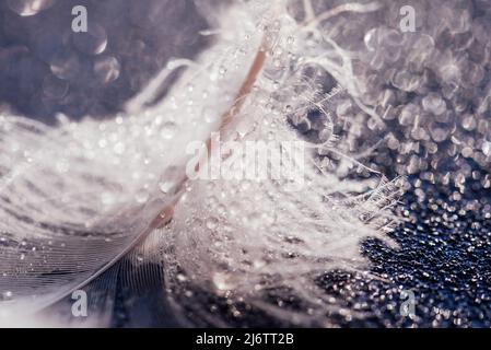 Transparente Wassertropfen auf rosa Feder auf türkisfarbenem Hintergrund, verträumt elegantes Bild von Fragilität und Schönheit der Natur. Heller, luftiger, natürlicher Schreibtisch Stockfoto