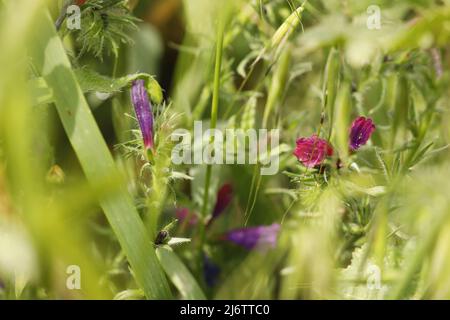 Echium vulgare eine wilde Blume, die eine lange Zeit blüht Stockfoto
